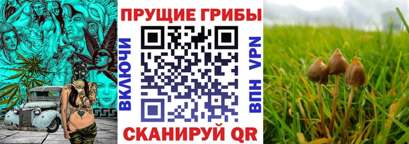 как найти закладки  Омутнинск  Псилоцибиновые грибы Magic Shrooms 